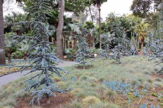 Cedrus atlantica 'Glauca' Blue Atlas Cedar 10 Gallon