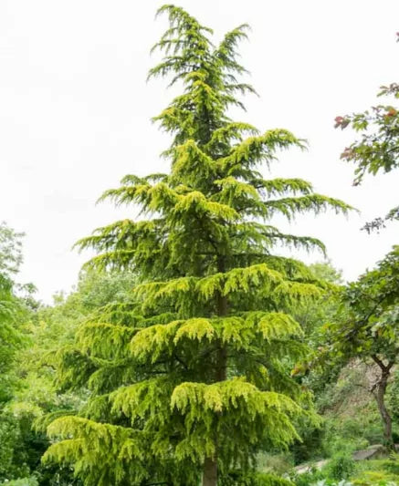 Cedrus deodara Deodar Cedar (7g)