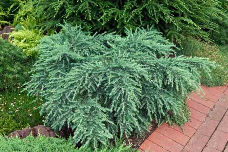 Cedrus deodara 'Feelin' Blue' Feelin' Blue Deodar Cedar - STAKED