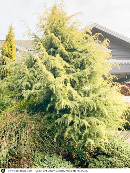 Cedrus deodara 'Silver Mist' Silver Mist Deodar Cedar 10 Gallon