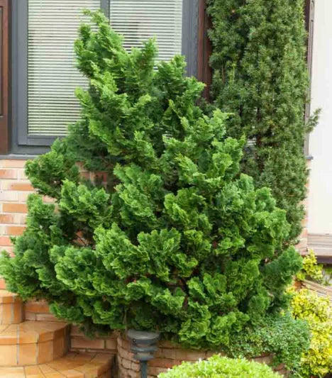 Chamaecyparis obtusa 'Nana Gracilis' Dwarf Hinoki Cypress- TREE FORM 7g TF