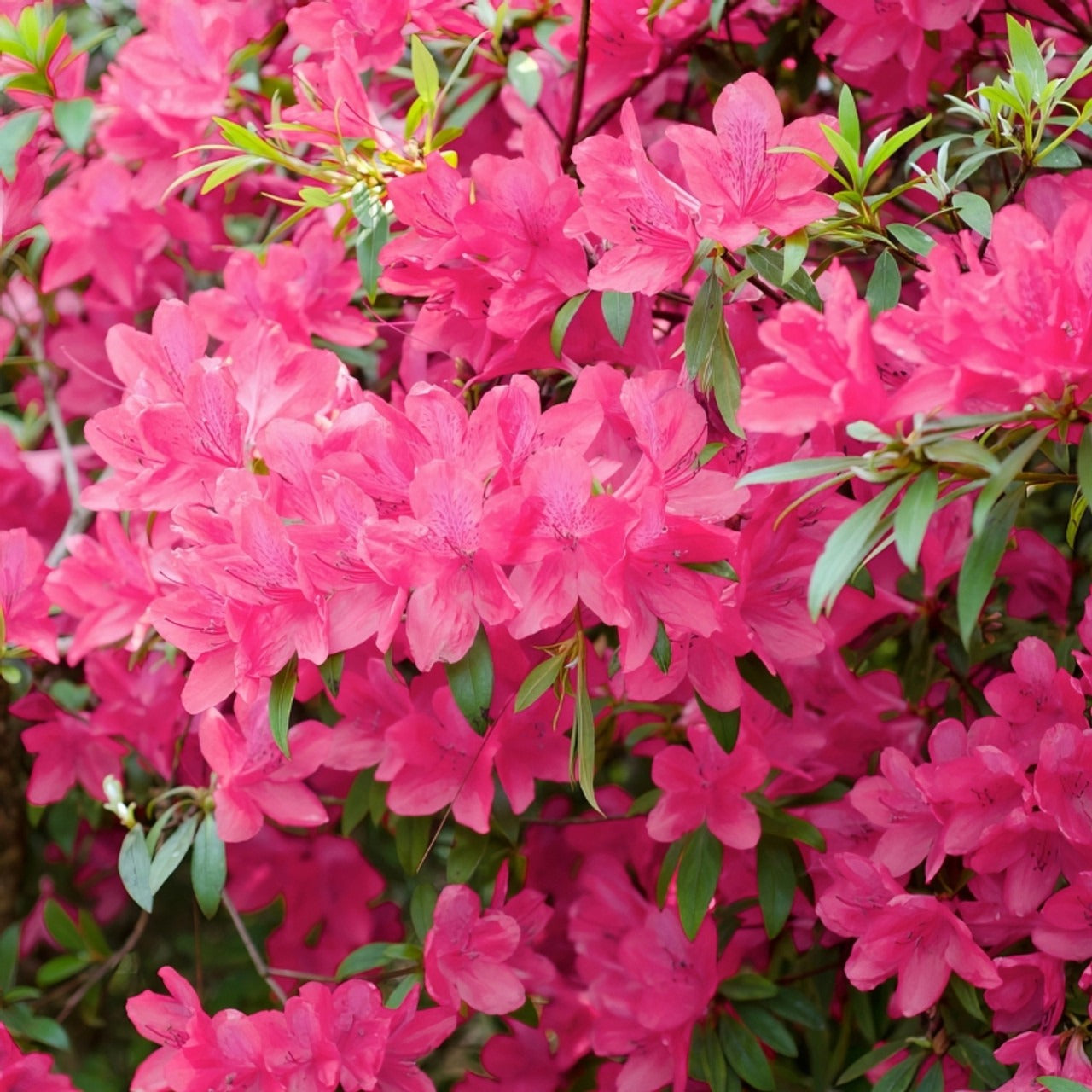 Rhododendron satsuki 'Chinzan' Chinzan Azalea 3g