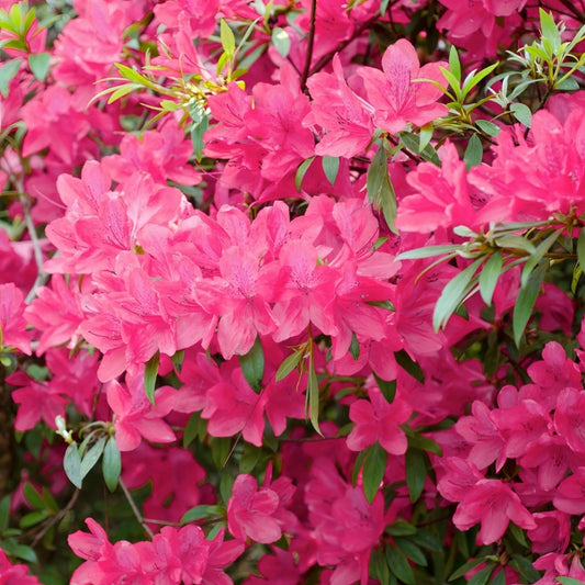 Rhododendron satsuki 'Chinzan' Chinzan Azalea 3g