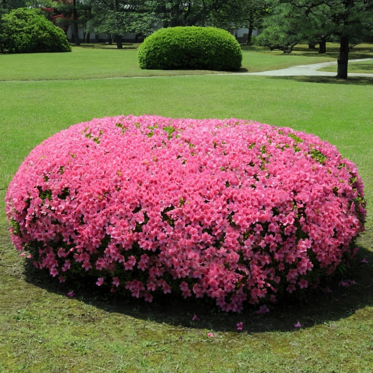 Rhododendron satsuki 'Chinzan' Chinzan Azalea 3g