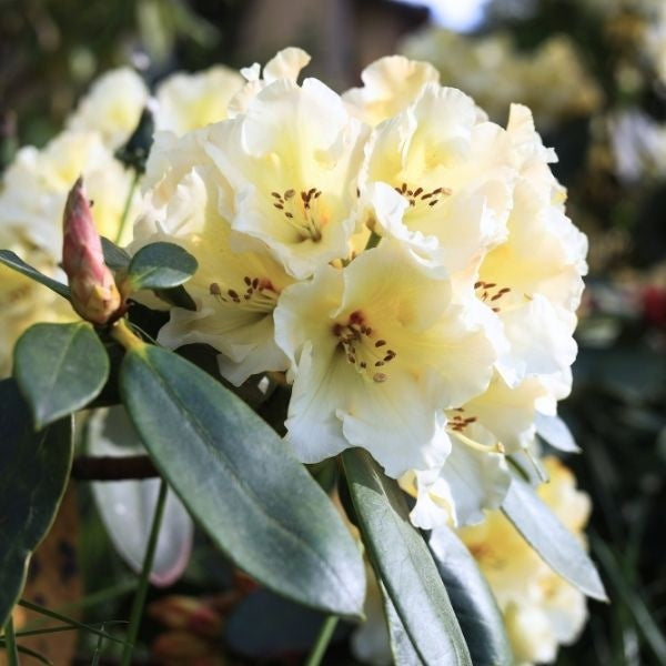 Rhododendron 'Chionoides' Chionoides Rhododendron 3 Gallon