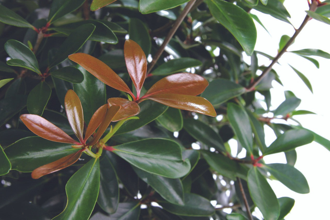 Ternstroemia gymnanthera 'Contherann' PP11737 LeAnn™ Cleyera 3g