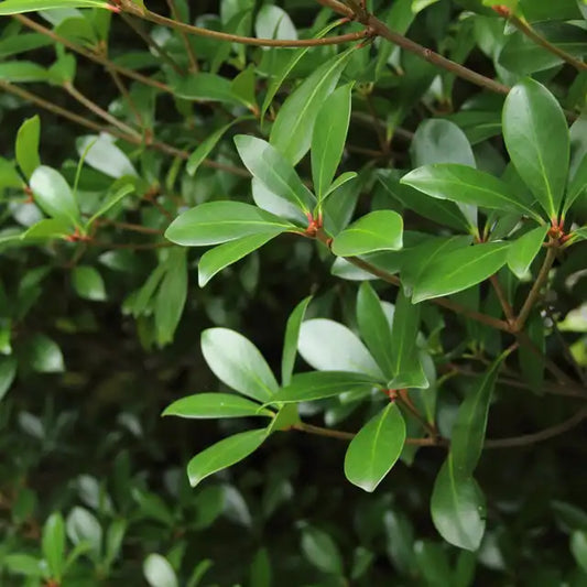 Ternstroemia gymnanthera Cleyera