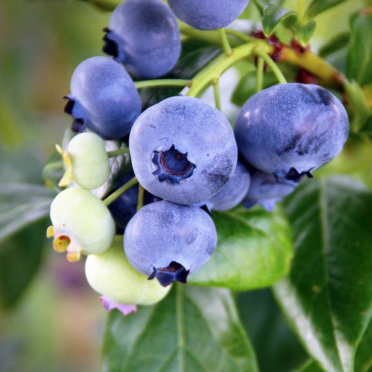 Vaccinium ashei 'Climax' Climax Rabbiteye Blueberry 3g
