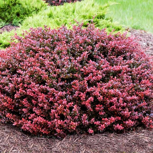 Berberis thunbergii Crimson Pygmy Barberry 3g