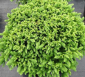 Cryptomeria japonica 'Spg-3-014' Dragon Prince™ Japanese Cedar 3g