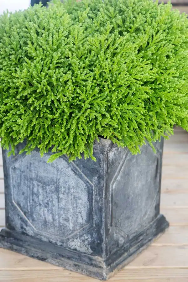 Cryptomeria japonica 'Spg-3-014' Dragon Prince™ Japanese Cedar 3g