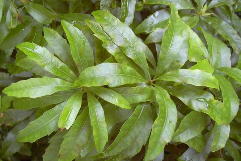 Myrica cerifera Wax Myrtle