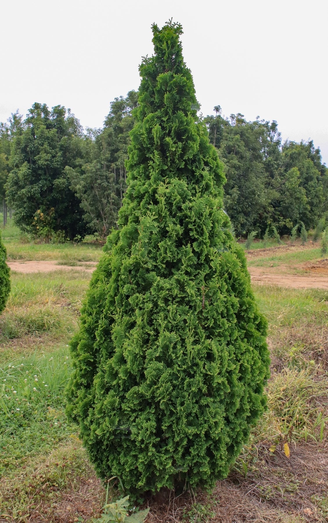 Thuja occidentalis 'Degroot's Spire' Degroot's Spire Arborvitae 10g