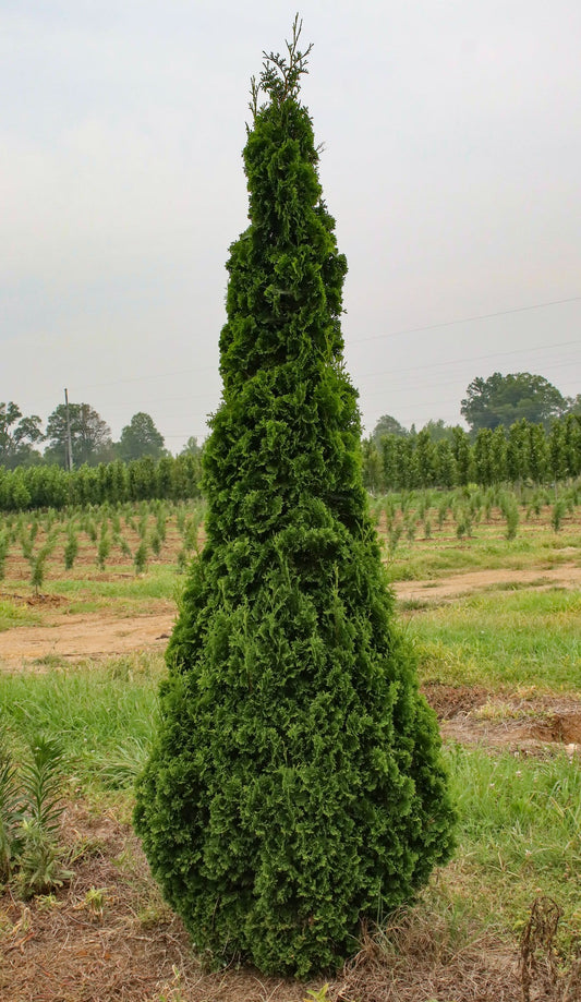 Thuja occidentalis 'Degroot's Spire' Degroot's Spire Arborvitae 10g