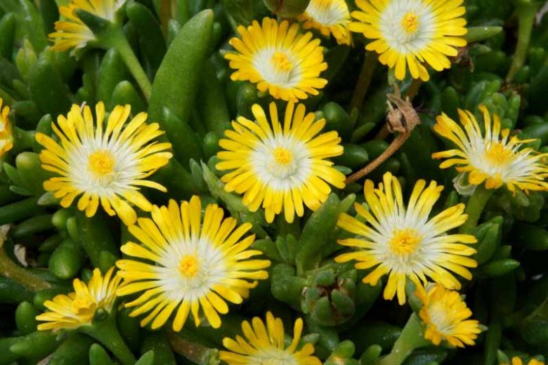 Delosperma 'Peridot' Jewel of Desert Peridot Ice Plant 1g