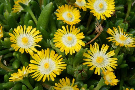 Delosperma 'Peridot' Jewel of Desert Peridot Ice Plant 1g