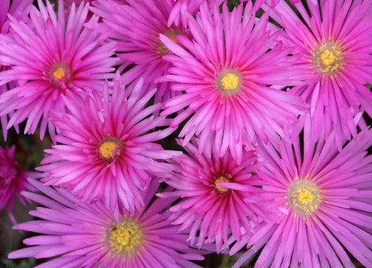 Delosperma cooperi Cooper's Hardy Ice Plant 1g