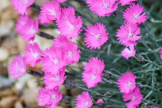 Dianthus gratianapolitanus 'Firewitch' Firewitch Cheddar Pink Dianthus 1g