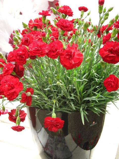 Dianthus x hybrida 'WP Passion' PP20440 Scent First® Passion Dianthus 1g