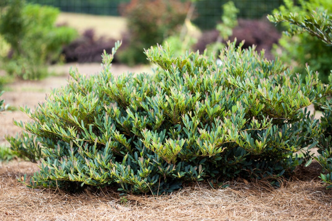 Distylium 'PIIDIST-V' PP27631 Cinnamon Girl® Distylium