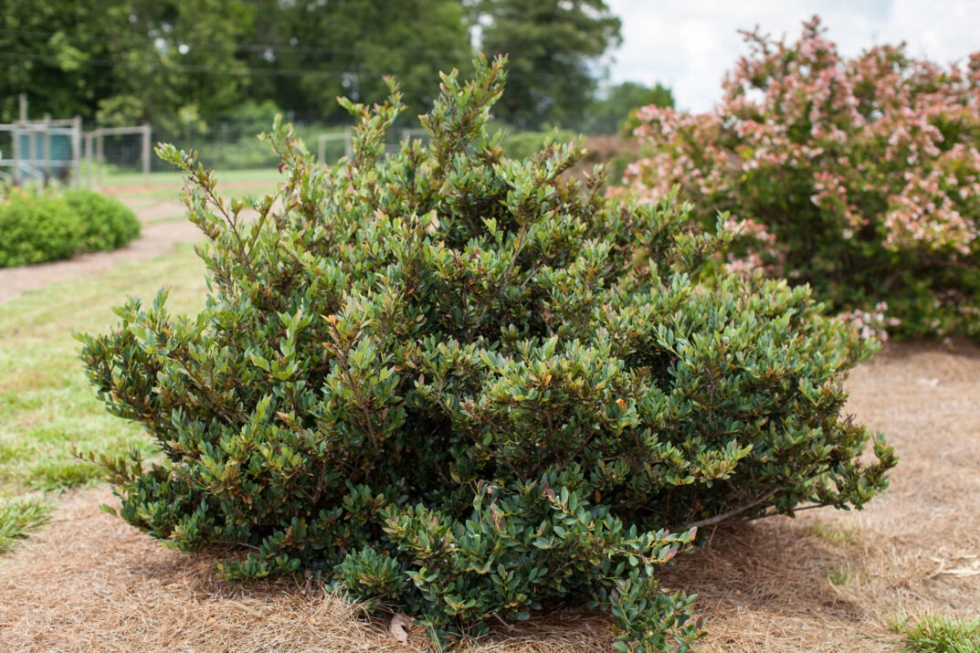 Distylium 'PIIDIST-III' PP25304 Coppertone™ Distylium