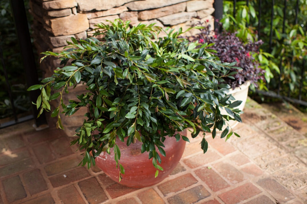 Distylium 'Vintage Jade' PP23128 Vintage Jade Distylium