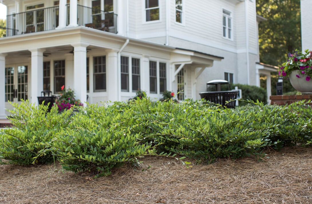 Distylium 'Vintage Jade' PP23128 Vintage Jade Distylium