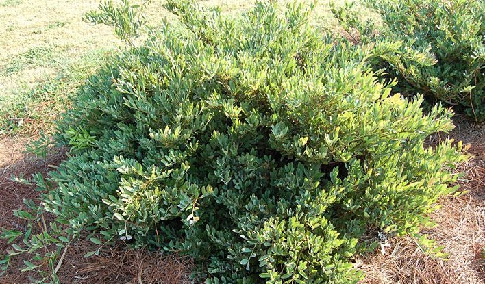 Distylium 'PIIDIST-II' PP#24,409 Blue Cascade® Distylium 3g