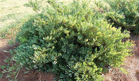 Distylium 'PIIDIST-II' PP#24,409 Blue Cascade® Distylium 3g