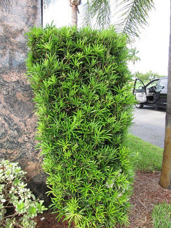Podocarpus macrophyllus 'Pringles' Pringles Dwarf Podocarpus ...