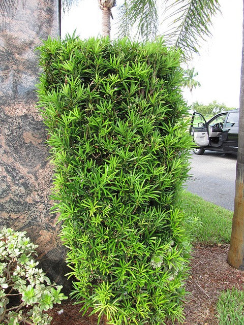 Podocarpus macrophyllus 'Pringles' Pringles Dwarf Podocarpus