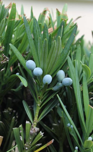 Podocarpus macrophyllus 'Pringles' Pringles Dwarf Podocarpus