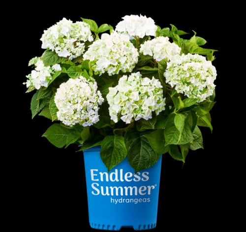 Hydrangea mac. 'Blushing Bride' PP17169 Blushing Bride Reblooming Hydrangea 3g