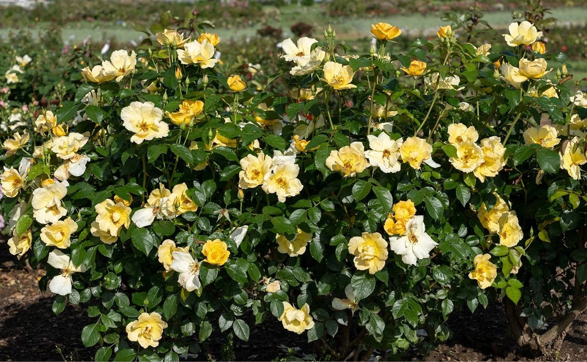 Rosa x ‘SRPylwko’  PP 35,465 Easy Bee-zy™ Knock Out® 5 Gallon STD