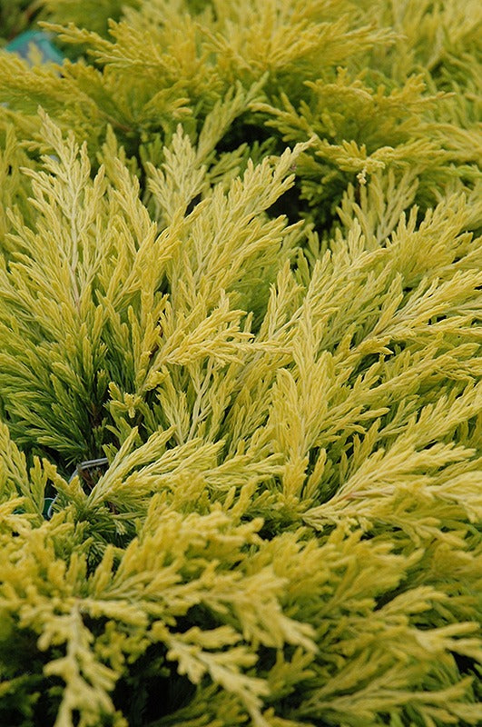 Juniperus horizontalis 'Lime Glow' Lime Glow Juniper 2g