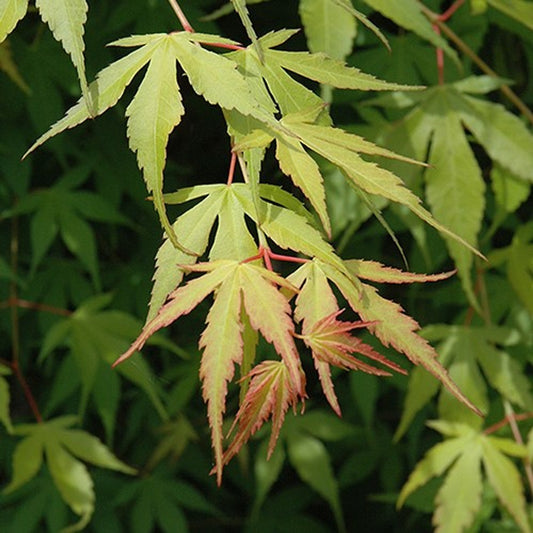 Acer palmatum 'Katsura' Katsura Japanese Maple 3g