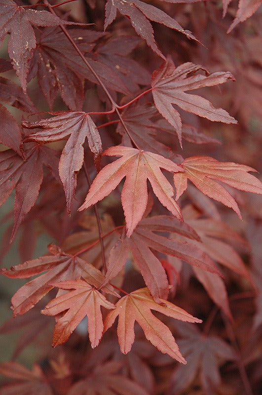 Acer palmatum 'Fireglow' Fireglow Japanese Maple 5g