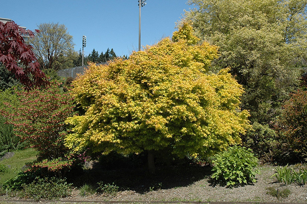 Acer palmatum 'Katsura' Katsura Japanese Maple 3g