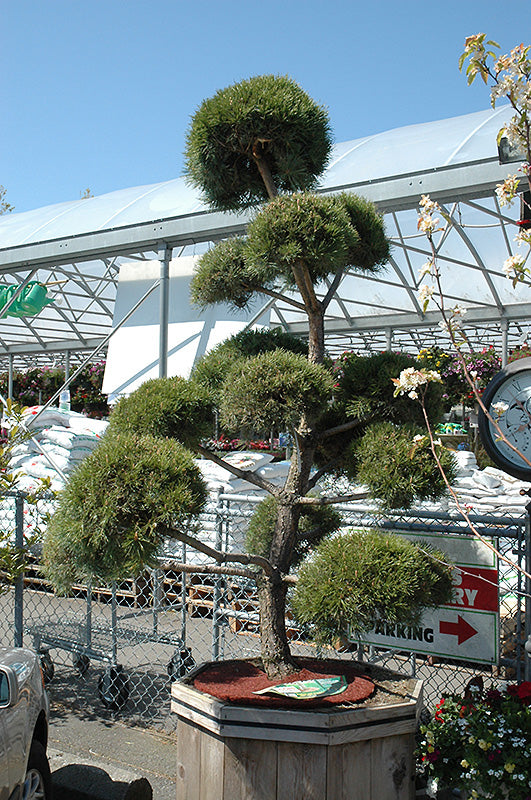 Pinus sylvestris Scotch Pine Scotch Pine Pom Pom 15g