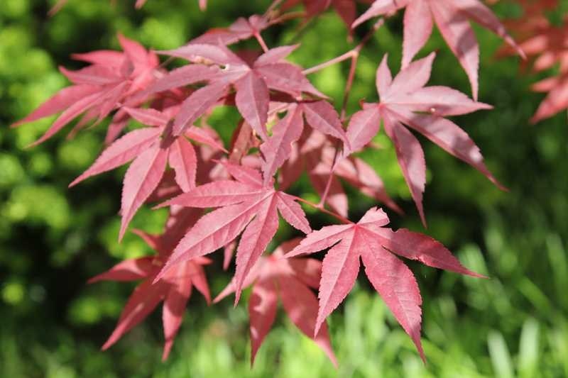 Acer palmatum 'Wolff' Emporer 1 Japanese Maple