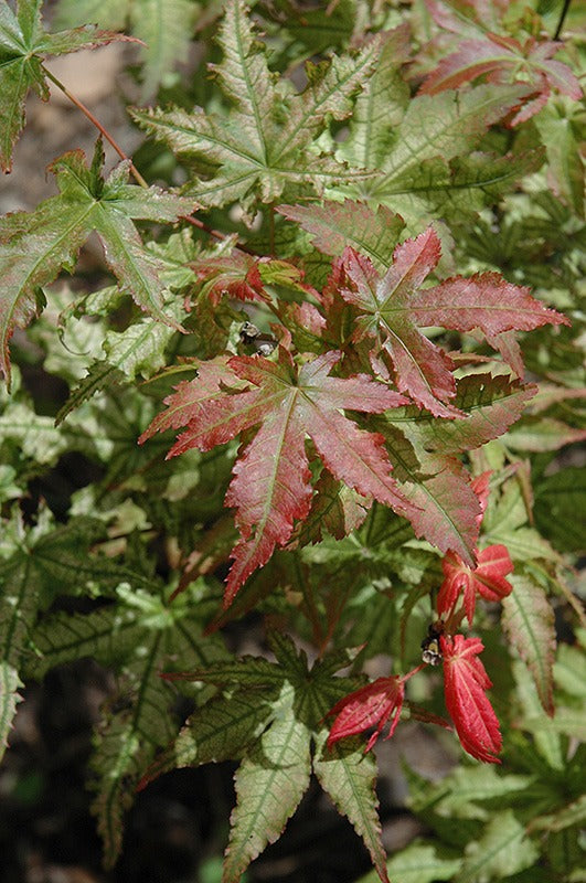 Acer palmatum 'Peaches and Cream' Peaches and Cream Japanese Maple 20g