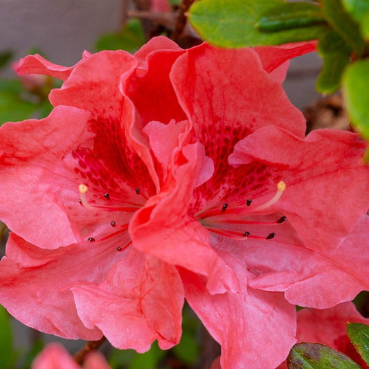 Rhododendron indica 'Fashion' Fashion Azalea 3g