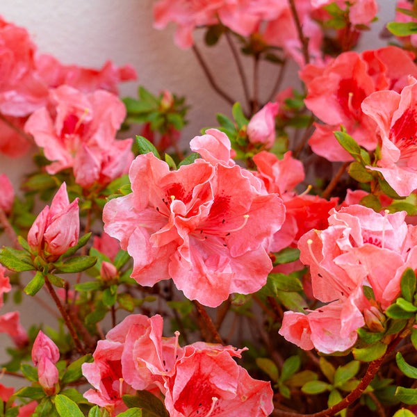 Rhododendron indica 'Fashion' Fashion Azalea 3g