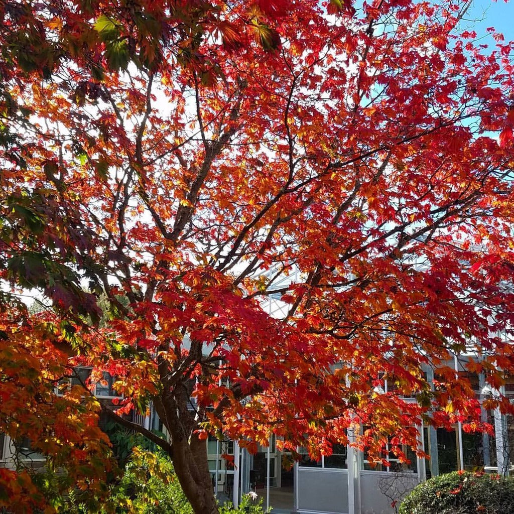 Acer japonicum 'Aconitifolium' Fern Leaf Full Moon Japanese Maple 20g