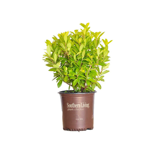 Illicium parviflorum 'Florida Sunshine' Florida Sunshine Anise 3g