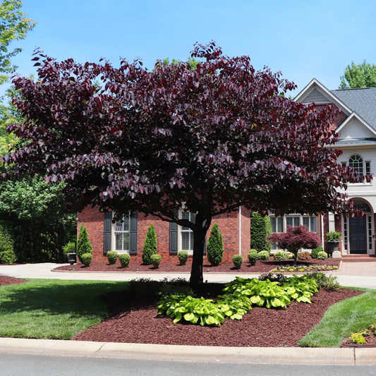 Cercis canandensis 'Forest Pansey' Forest Pansey Redbud (15g)
