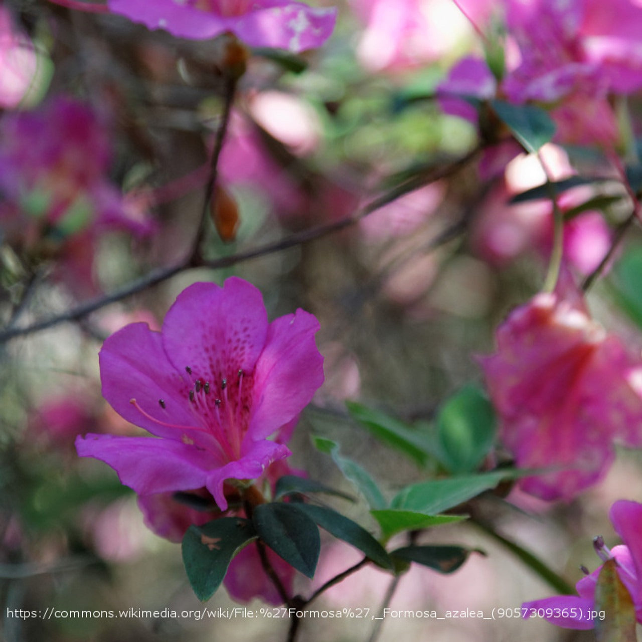 Rhododendron indica 'Formosa' Formosa Azalea