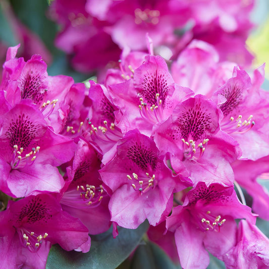Rhododendron indica 'Formosa' Formosa Azalea