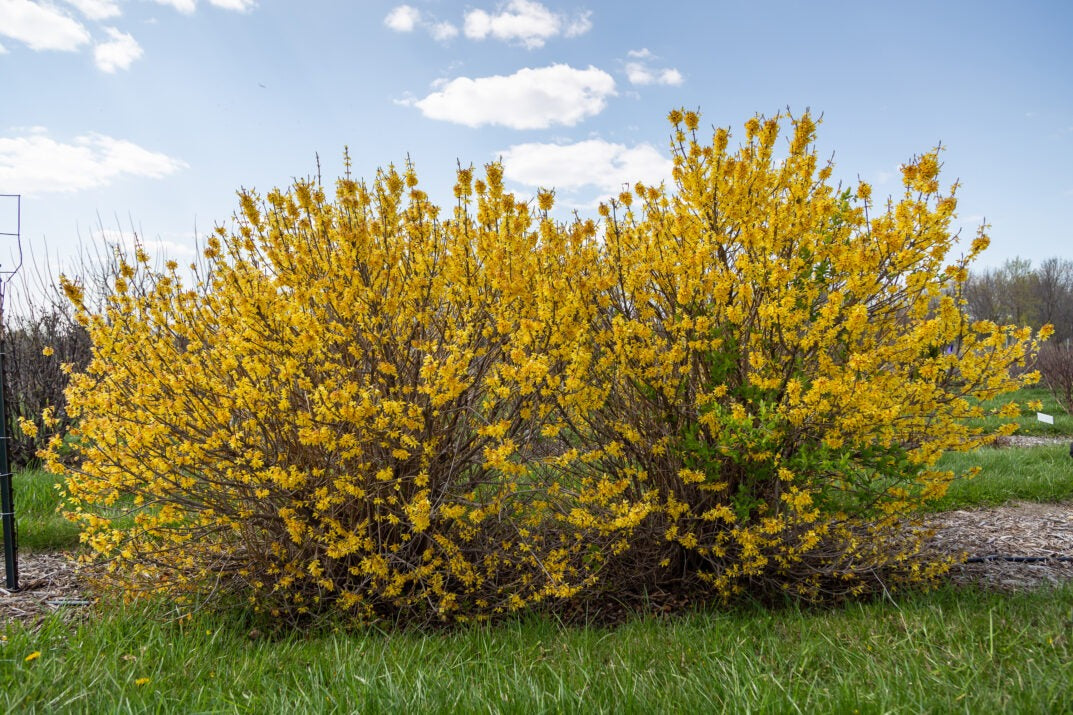 Forsythia 'UMNFOR01' PP35,518 Spring Fling® Forsythia 3g