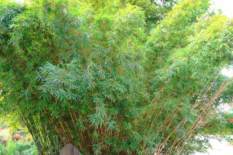 Bambusa multiplex 'Alphonse Karr' Alphonse Karr Clumping Bamboo